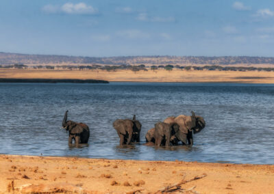 Elephant Tracking