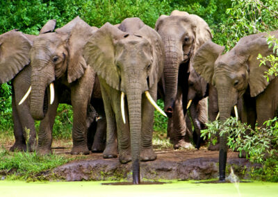 Elephant Tracking
