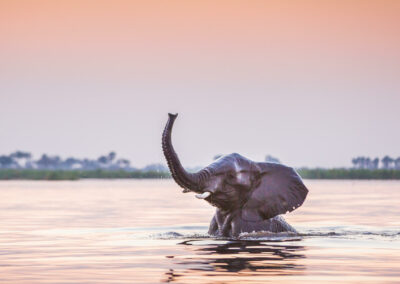 River-Based Wildlife Viewing