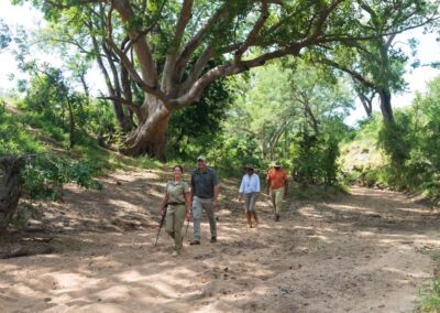 walking safari sabi sabi with Adventures Africa