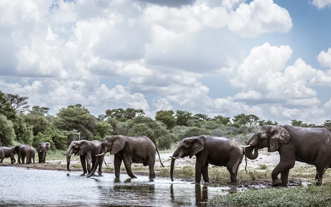 Botswana Conservation Safari