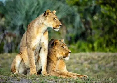 Botswana Conservation Safari with Adventures Africa