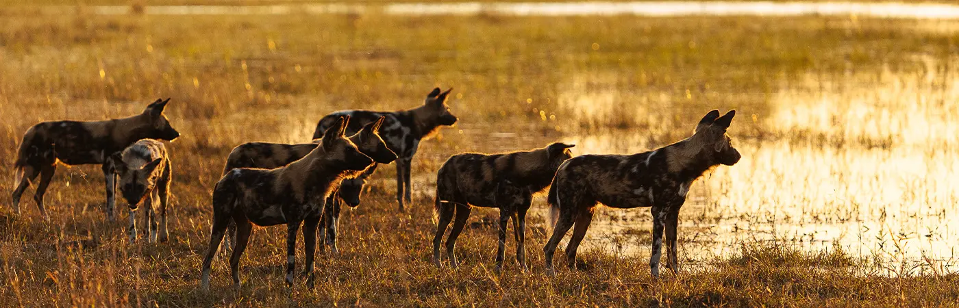 Botswana Conservation Safari