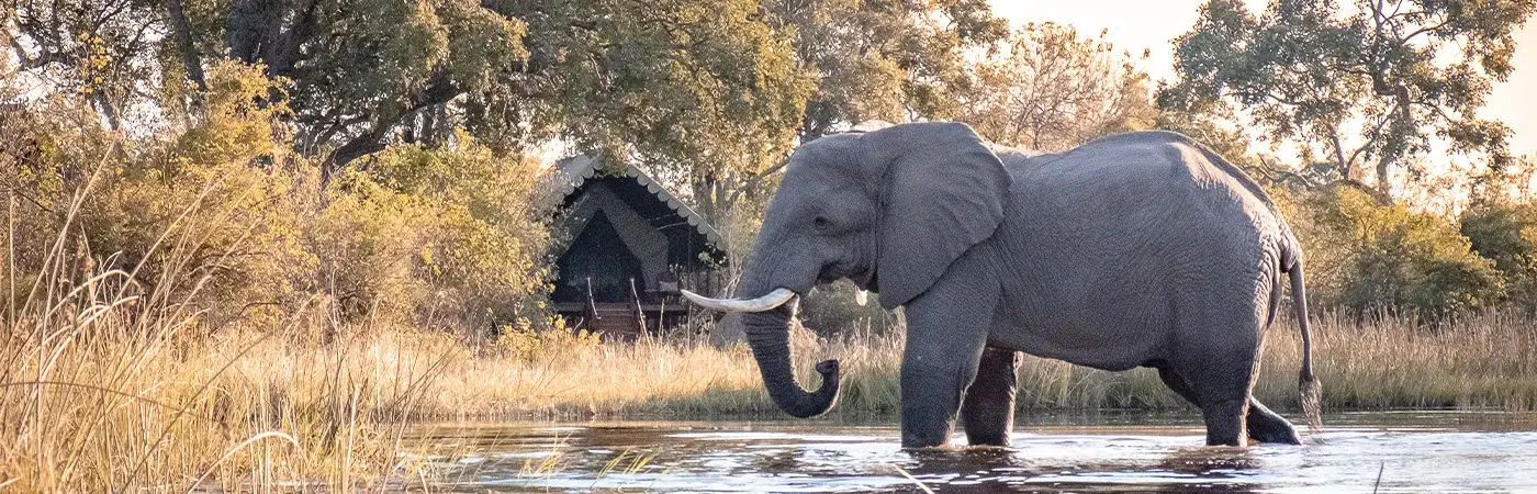 Botswana Conservation Safari
