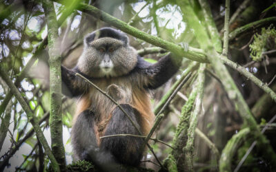 Community and Conservation Safari