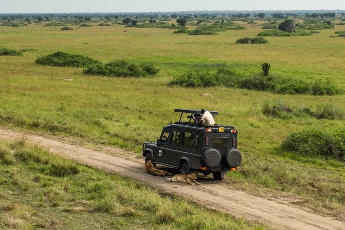 Great Ape Conservation Safari in Uganda