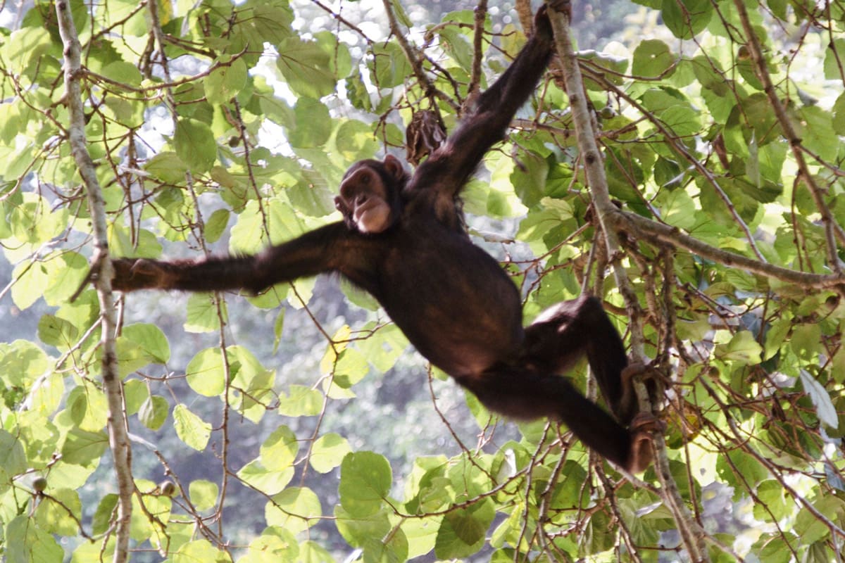 Great Ape Conservation Safari in Uganda