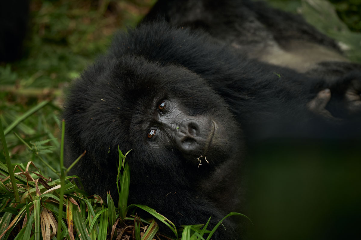 Great Ape Conservation Safari in Uganda