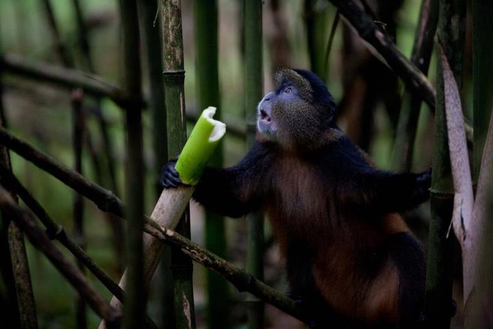 Great Ape Conservation Safari in Uganda