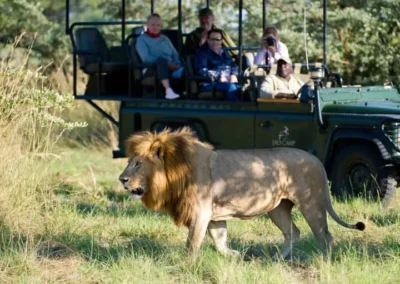 Quintessential Cape Safari and Victoria Falls with Adventures Africa