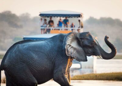 Chobe River Boat Safari with Adventures Africa