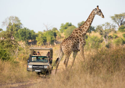 Game Drives with Adventures Africa