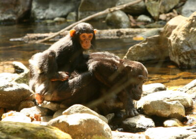 Chimpanzee Trekking with Adventures Africa