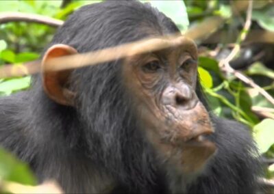 Chimpanzee Trekking with Adventures Africa