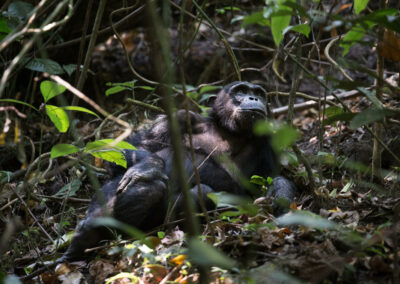 Forest Trails & Waterfall Walks with Adventures Africa