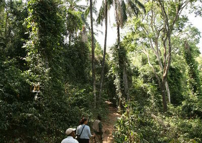 Forest Trails & Waterfall Walks with Adventures Africa