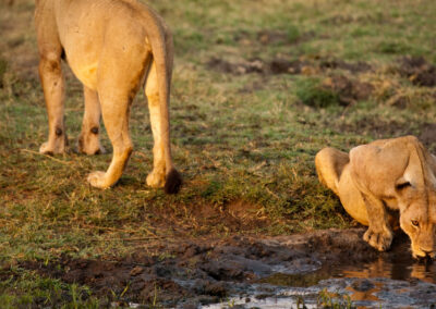 Floodplain & Seasonal Waterhole Viewing with Adventures Africa