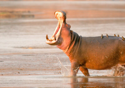 Floodplain & Seasonal Waterhole Viewing with Adventures Africa