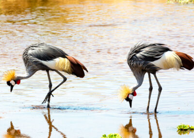 Floodplain & Seasonal Waterhole Viewing with Adventures Africa