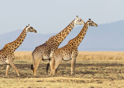 Game Drives in Remote Terrain with Adventures Africa