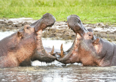 Game Drives in Remote Terrain with Adventures Africa