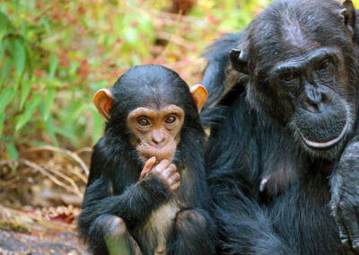 Chimpanzee Trekking with Adventures Africa