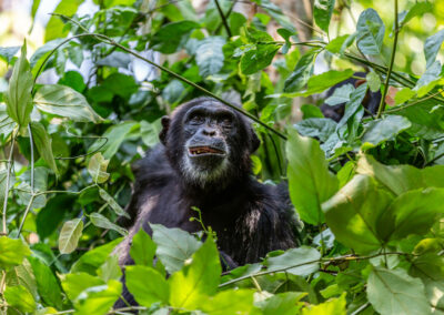 Chimpanzee Trekking with Adventures Africa