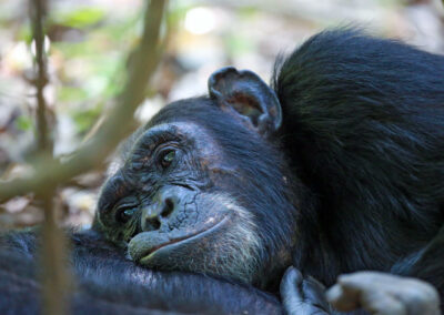 Chimpanzee Trekking with Adventures Africa