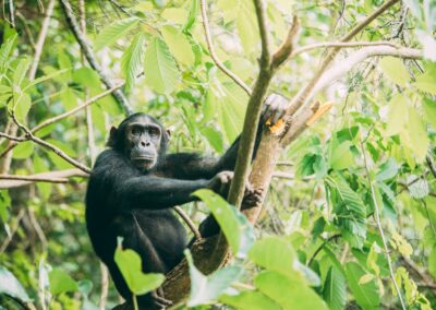 Chimpanzee Trekking with Adventures Africa