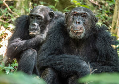 Forest Hiking & Scenic Exploration with Adventures Africa