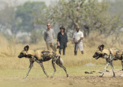 Okavango Walking Safaris with Adventures Africa