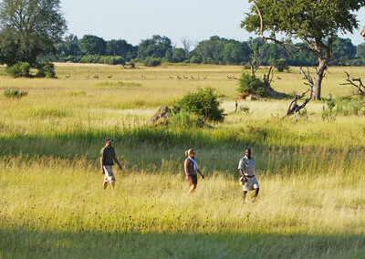 Okavango Walking Safaris with Adventures Africa