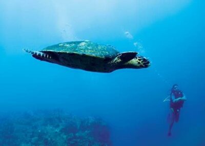 Diving & Wall Reef Exploration with Adventures Africa