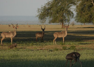 Walking Safaris