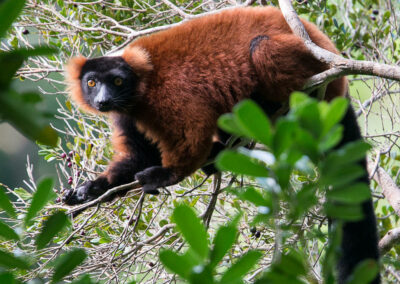 Lemur Tracking