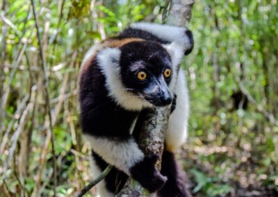 Lemur Tracking