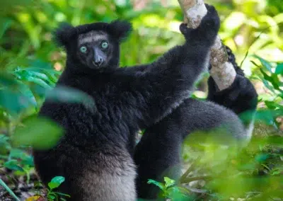 Lemur Tracking