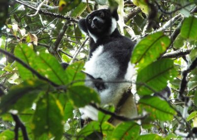 Lemur Tracking