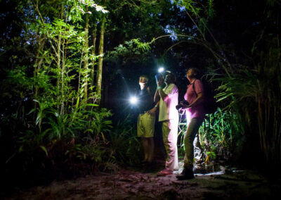 Night Walks & Nocturnal Wildlife