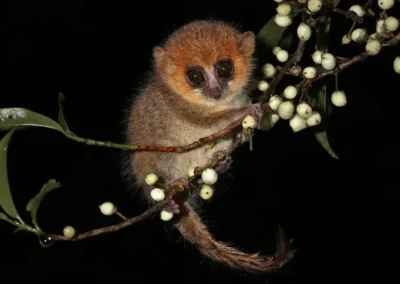Night Walks & Nocturnal Wildlife