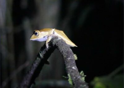 Night Walks & Nocturnal Wildlife