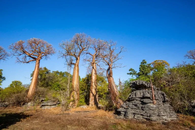 Madagascar North Namoroka