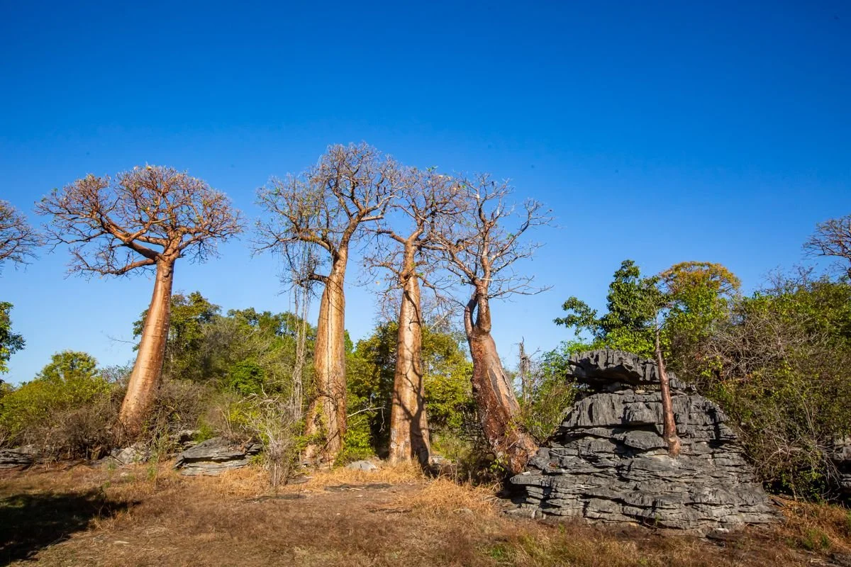 Madagascar North Namoroka