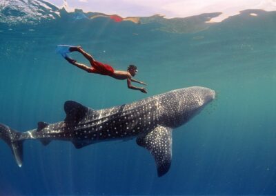 Whale Shark & Manta Ray Encounters