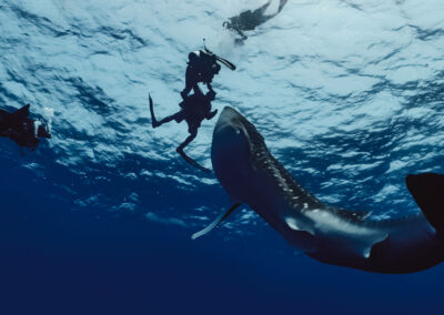 Whale Shark & Manta Ray Encounters