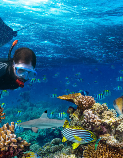 Snorkeling with Marine Life