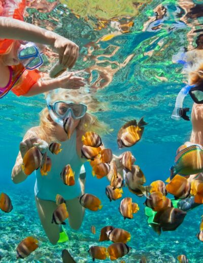 Snorkeling with Marine Life