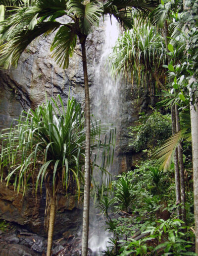 Vallée de Mai Nature Reserve