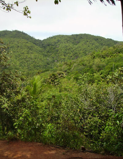 Vallée de Mai Nature Reserve
