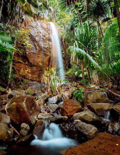 Vallée de Mai Nature Reserve